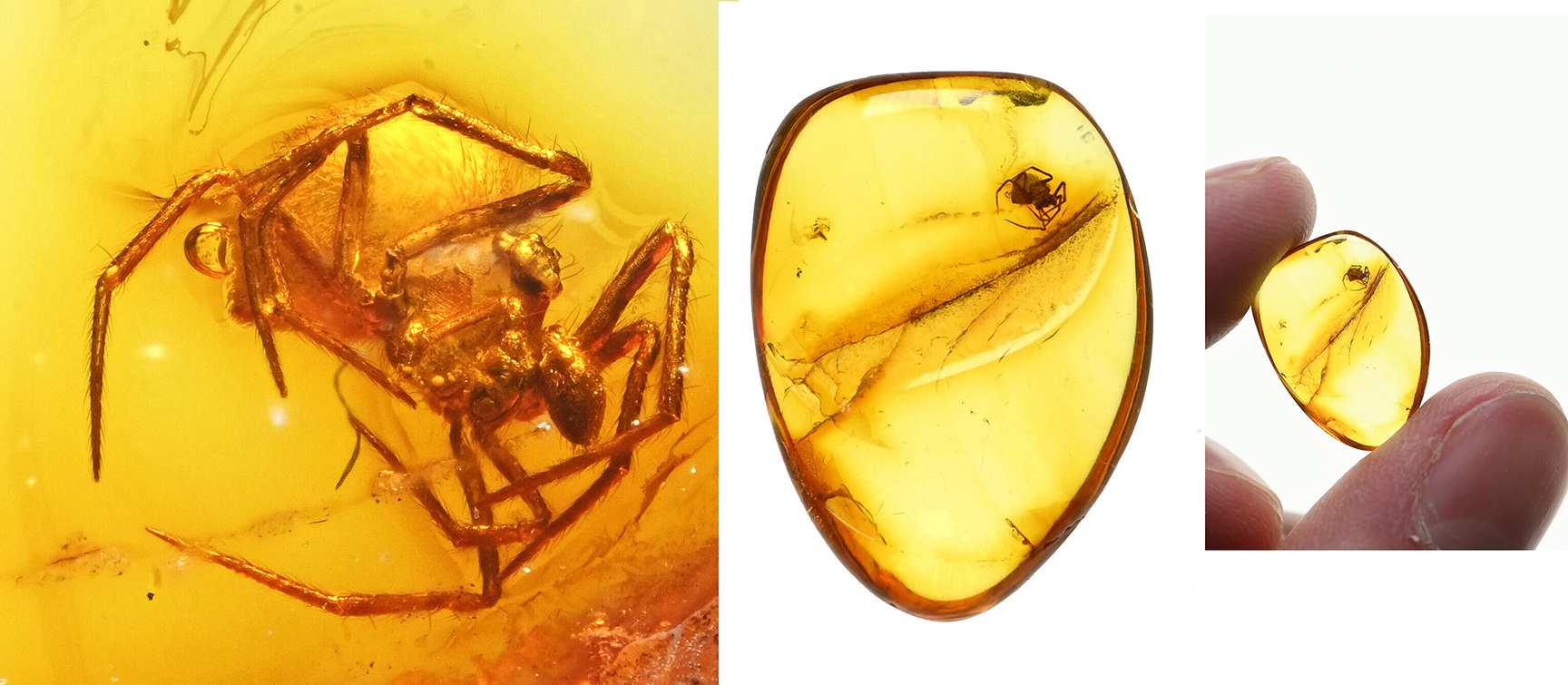 About Baltic amber, About Fossil resin